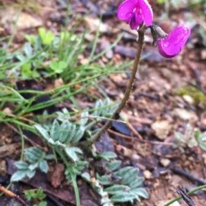 Swainsona sericea at Jerrabomberra, NSW - 22 Sep 2016