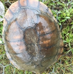 Chelodina longicollis (Eastern Long-necked Turtle) at Gungahlin, ACT - 22 Sep 2016 by CedricBear