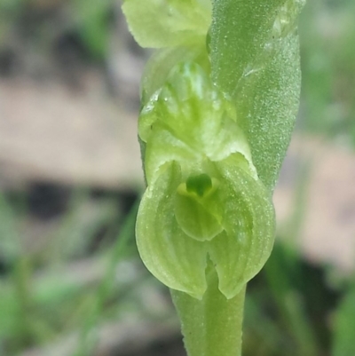 Hymenochilus muticus (Midget Greenhood) at Casey, ACT - 22 Sep 2016 by MattM