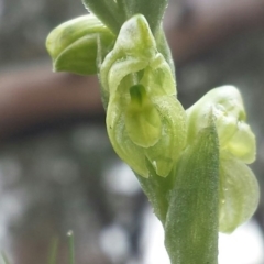 Hymenochilus muticus at Casey, ACT - 22 Sep 2016