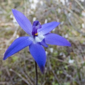 Glossodia major at Sutton, NSW - 22 Sep 2016