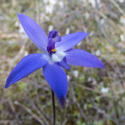 Glossodia major (Wax Lip Orchid) at Sutton, NSW - 22 Sep 2016 by CedricBear
