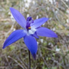 Glossodia major (Wax Lip Orchid) at Sutton, NSW - 22 Sep 2016 by CedricBear