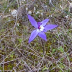 Glossodia major at Sutton, NSW - 22 Sep 2016