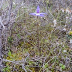 Glossodia major at Sutton, NSW - 22 Sep 2016