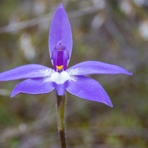 Glossodia major at Sutton, NSW - 22 Sep 2016