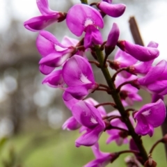 Indigofera australis subsp. australis (Australian Indigo) at Sutton, NSW - 22 Sep 2016 by CedricBear