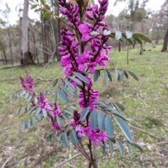 Indigofera australis subsp. australis at Sutton, NSW - 22 Sep 2016