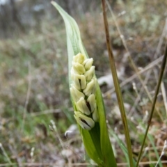 Wurmbea dioica subsp. dioica (Early Nancy) at Mulligans Flat - 22 Sep 2016 by CedricBear