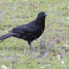 Corcorax melanorhamphos (White-winged Chough) at Sutton, NSW - 22 Sep 2016 by CedricBear