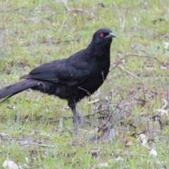 Corcorax melanorhamphos (White-winged Chough) at Mulligans Flat - 22 Sep 2016 by CedricBear