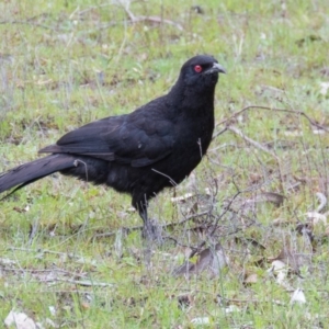 Corcorax melanorhamphos at Sutton, NSW - 22 Sep 2016