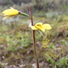 Diuris chryseopsis (Golden Moth) at Sutton, NSW - 22 Sep 2016 by CedricBear