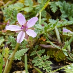 Erodium cicutarium at Sutton, NSW - 22 Sep 2016 10:26 AM