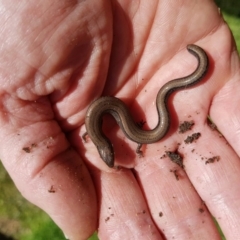 Hemiergis talbingoensis (Eastern Three-toed Earless Skink) at Ainslie, ACT - 19 Jan 2016 by maconachie