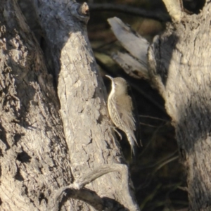 Cormobates leucophaea at Isaacs Ridge - 28 Aug 2016