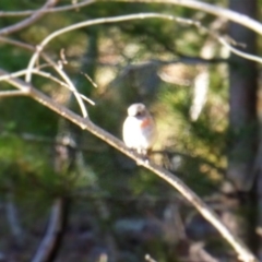 Petroica boodang (Scarlet Robin) at Isaacs, ACT - 28 Aug 2016 by Mike