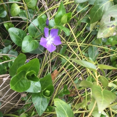 Vinca major (Blue Periwinkle) at Bruce Ridge - 29 Aug 2016 by JanetRussell
