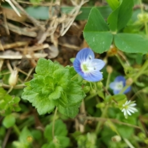 Veronica persica at Parkes, ACT - 22 Sep 2016 11:44 AM