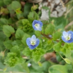 Veronica persica at Parkes, ACT - 22 Sep 2016 11:44 AM