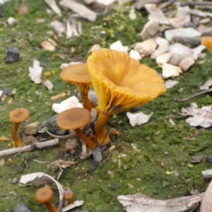 Lichenomphalia chromacea at O'Connor, ACT - 29 Aug 2016