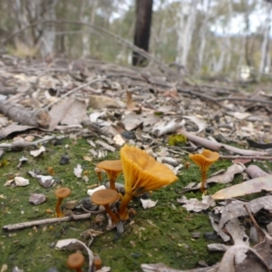 Lichenomphalia chromacea at O'Connor, ACT - 29 Aug 2016 03:18 PM