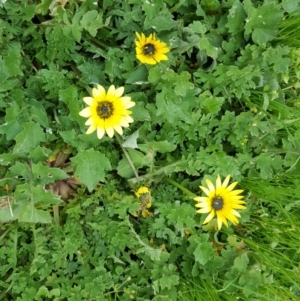 Arctotheca calendula at Parkes, ACT - 22 Sep 2016