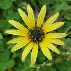 Arctotheca calendula at Parkes, ACT - 22 Sep 2016