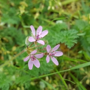 Erodium cicutarium at Parkes, ACT - 22 Sep 2016 11:42 AM