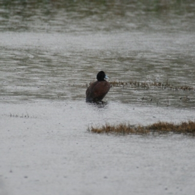 Oxyura australis (Blue-billed Duck) at Fyshwick, ACT - 21 Sep 2016 by roymcd