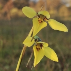 Diuris chryseopsis (Golden Moth) at Googong, NSW - 23 Sep 2016 by Wandiyali