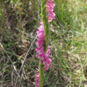 Spiranthes australis at Tennent, ACT - 14 Mar 2012
