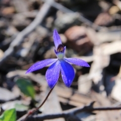 Cyanicula caerulea (Blue Fingers, Blue Fairies) at Hackett, ACT - 22 Sep 2016 by petersan