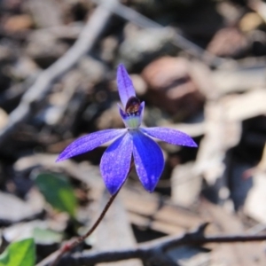 Cyanicula caerulea at Hackett, ACT - 23 Sep 2016