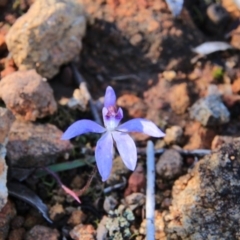 Cyanicula caerulea (Blue Fingers, Blue Fairies) at Mount Majura - 22 Sep 2016 by petersan