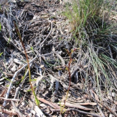 Diuris pardina (Leopard Doubletail) at Hackett, ACT - 23 Sep 2016 by petersan