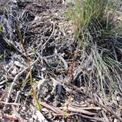 Diuris pardina (Leopard Doubletail) at Mount Majura - 22 Sep 2016 by petersan