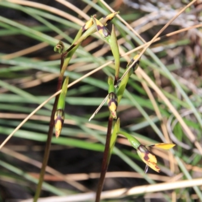 Diuris pardina (Leopard Doubletail) at Mount Majura - 22 Sep 2016 by petersan