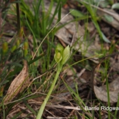 Hymenochilus bicolor (ACT) = Pterostylis bicolor (NSW) (Black-tip Greenhood) at Kambah, ACT - 20 Sep 2016 by BarrieR
