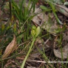 Hymenochilus bicolor (Black-tip Greenhood) at Kambah, ACT - 20 Sep 2016 by BarrieR