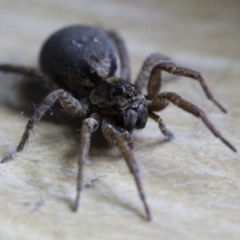 Lycosidae (family) (Unidentified wolf spider) at Murrumbateman, NSW - 22 Sep 2016 by SallyandPeter