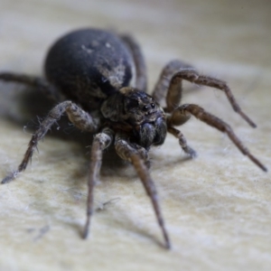 Lycosidae (family) at Murrumbateman, NSW - 22 Sep 2016