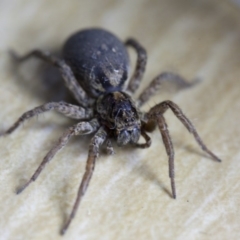 Lycosidae (family) at Murrumbateman, NSW - 22 Sep 2016 11:23 PM