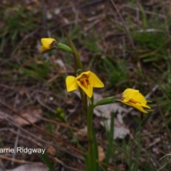 Diuris chryseopsis (Golden Moth) at Kambah, ACT - 20 Sep 2016 by BarrieR