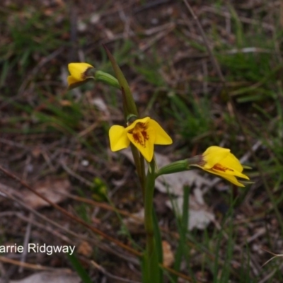 Diuris chryseopsis (Golden Moth) at Kambah, ACT - 20 Sep 2016 by BarrieR