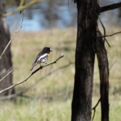 Petroica boodang (Scarlet Robin) at Sutton, NSW - 23 Sep 2016 by CedricBear