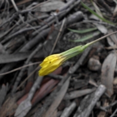 Microseris walteri (Yam Daisy, Murnong) at Majura, ACT - 22 Sep 2016 by SilkeSma