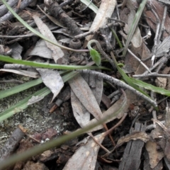 Microseris walteri at Majura, ACT - 23 Sep 2016