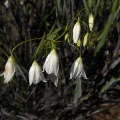 Stypandra glauca (Nodding Blue Lily) at Mount Ainslie - 22 Sep 2016 by SilkeSma