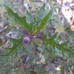 Solanum cinereum (Narrawa Burr) at Majura, ACT - 22 Sep 2016 by SilkeSma